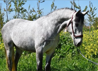Lusitano, Castrone, 4 Anni, 160 cm, Grigio