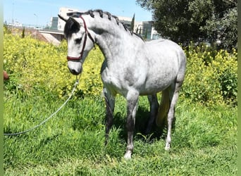 Lusitano, Castrone, 4 Anni, 160 cm, Grigio