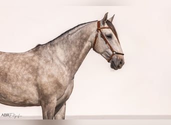 Lusitano, Castrone, 4 Anni, 160 cm, Grigio pezzato