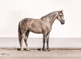 Lusitano, Castrone, 4 Anni, 160 cm, Grigio pezzato