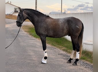 Lusitano, Castrone, 4 Anni, 160 cm, Grigio