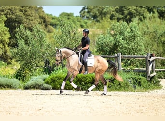 Lusitano, Castrone, 4 Anni, 162 cm, Leardo