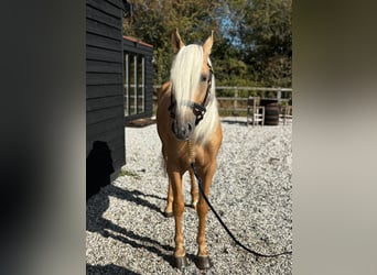 Lusitano, Castrone, 4 Anni, 162 cm, Palomino