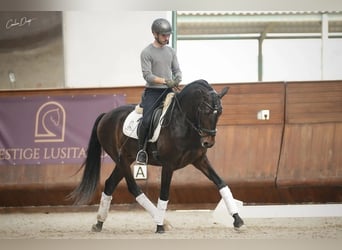 Lusitano, Castrone, 4 Anni, 164 cm, Baio scuro