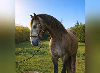 Lusitano, Castrone, 4 Anni, 164 cm, Grigio