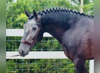 Lusitano Mix, Castrone, 4 Anni, 165 cm, Grigio