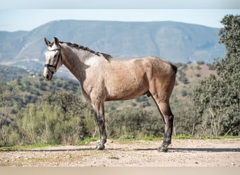 Lusitano, Castrone, 4 Anni, 165 cm, Grigio rossastro