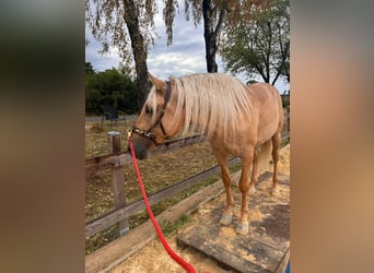 Lusitano, Castrone, 4 Anni, 166 cm, Palomino