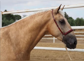 Lusitano, Castrone, 4 Anni, 168 cm, Palomino