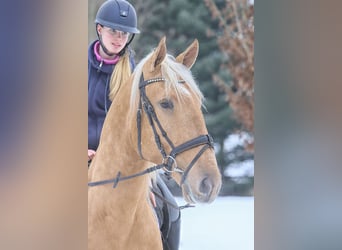 Lusitano, Castrone, 4 Anni, 170 cm, Palomino