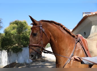 Lusitano, Castrone, 4 Anni, 170 cm, Sauro