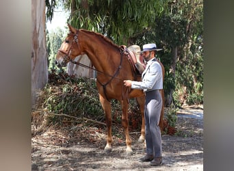 Lusitano, Castrone, 4 Anni, 170 cm, Sauro
