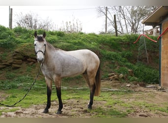 Lusitano, Castrone, 5 Anni, 147 cm, Grigio pezzato