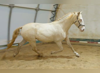 Lusitano, Castrone, 5 Anni, 152 cm, Perlino
