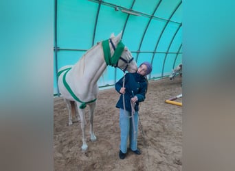 Lusitano, Castrone, 5 Anni, 152 cm, Perlino