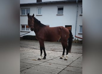 Lusitano, Castrone, 5 Anni, 155 cm, Baio