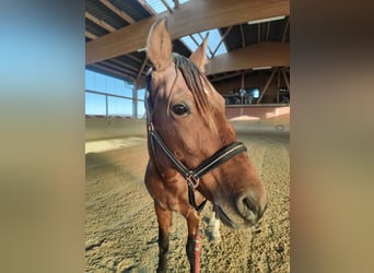 Lusitano, Castrone, 5 Anni, 155 cm, Baio