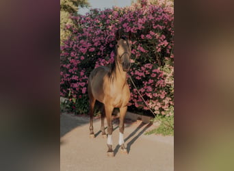 Lusitano, Castrone, 5 Anni, 155 cm, Falbo