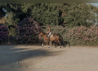 Lusitano, Castrone, 5 Anni, 155 cm, Falbo