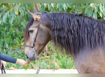 Lusitano, Castrone, 5 Anni, 156 cm, Pelle di daino