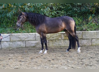 Lusitano, Castrone, 5 Anni, 156 cm, Pelle di daino