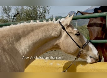 Lusitano Mix, Castrone, 5 Anni, 157 cm, Palomino
