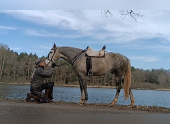 Lusitano, Castrone, 5 Anni, 158 cm, Grigio