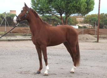 Lusitano, Castrone, 5 Anni, 158 cm, Sauro