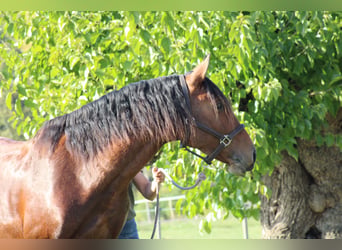 Lusitano, Castrone, 5 Anni, 160 cm, Baio