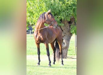 Lusitano, Castrone, 5 Anni, 160 cm, Baio