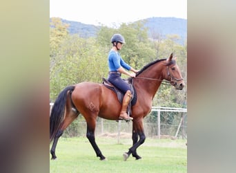 Lusitano, Castrone, 5 Anni, 160 cm, Baio