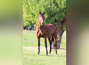 Lusitano, Castrone, 5 Anni, 160 cm, Baio