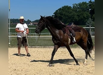 Lusitano, Castrone, 5 Anni, 160 cm, Baio scuro
