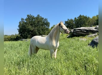 Lusitano Mix, Castrone, 5 Anni, 160 cm, Cremello