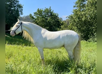 Lusitano Mix, Castrone, 5 Anni, 160 cm, Cremello