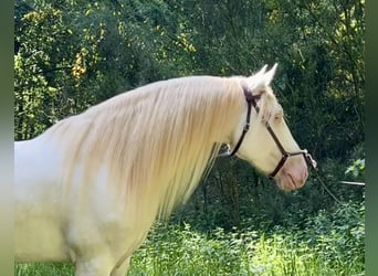 Lusitano Mix, Castrone, 5 Anni, 160 cm, Cremello