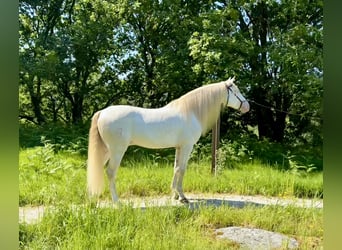 Lusitano Mix, Castrone, 5 Anni, 160 cm, Cremello