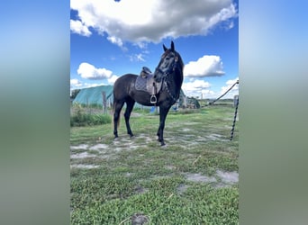 Lusitano, Castrone, 5 Anni, 160 cm, Può diventare grigio
