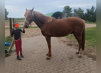Lusitano, Castrone, 5 Anni, 160 cm, Sauro