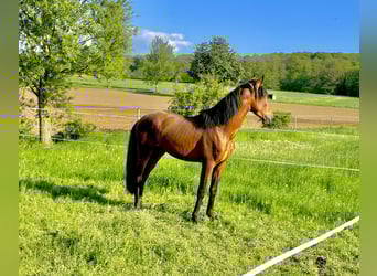 Lusitano, Castrone, 5 Anni, 162 cm, Baio chiaro