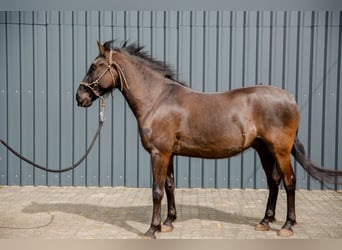 Lusitano, Castrone, 5 Anni, 162 cm