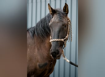 Lusitano, Castrone, 5 Anni, 162 cm