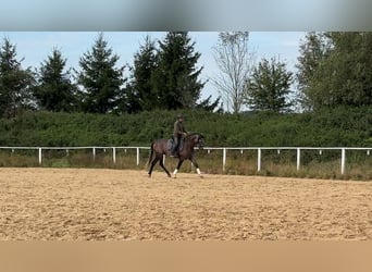 Lusitano, Castrone, 5 Anni, 162 cm, Grigio rossastro