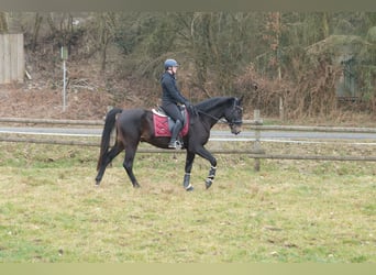 Lusitano Mix, Castrone, 5 Anni, 163 cm, Baio scuro