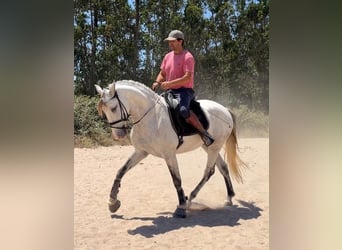 Lusitano Mix, Castrone, 5 Anni, 163 cm, Grigio