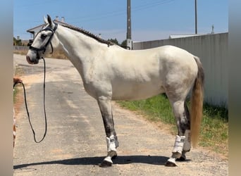 Lusitano Mix, Castrone, 5 Anni, 163 cm, Grigio