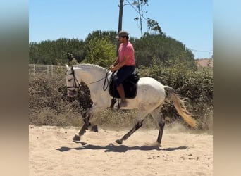 Lusitano Mix, Castrone, 5 Anni, 163 cm, Grigio