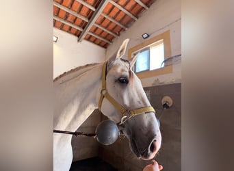 Lusitano Mix, Castrone, 5 Anni, 163 cm, Grigio