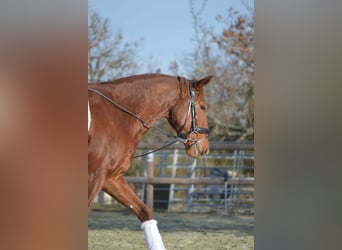 Lusitano, Castrone, 5 Anni, 163 cm, Sauro