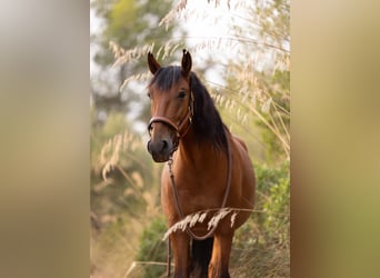 Lusitano, Castrone, 5 Anni, 164 cm, Baio